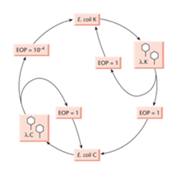 Restriction modification system