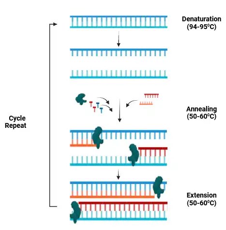 Steps of PCR