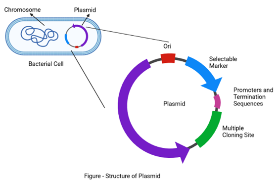 Structure of plasmid