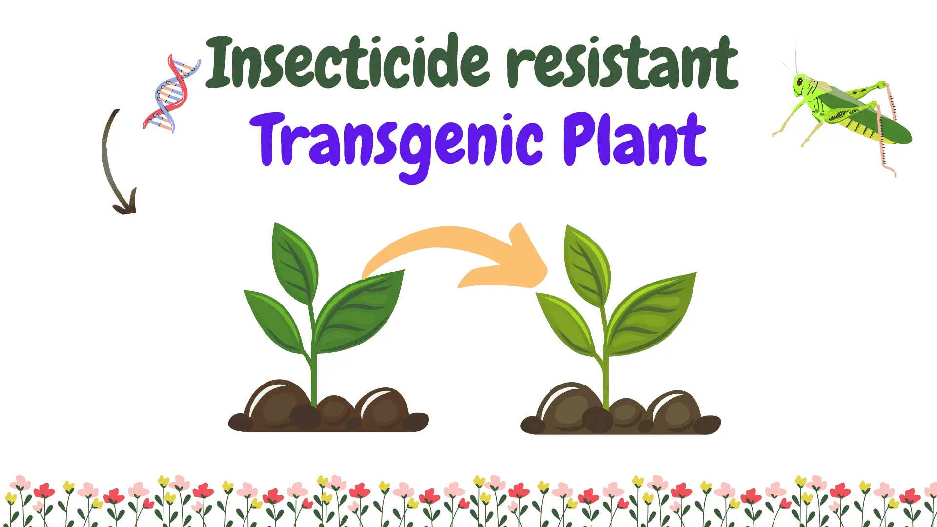 Insecticide resistance transgenic plant