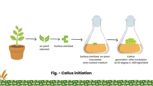 Callus Culture