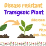 Disease resistant transgenic palnt