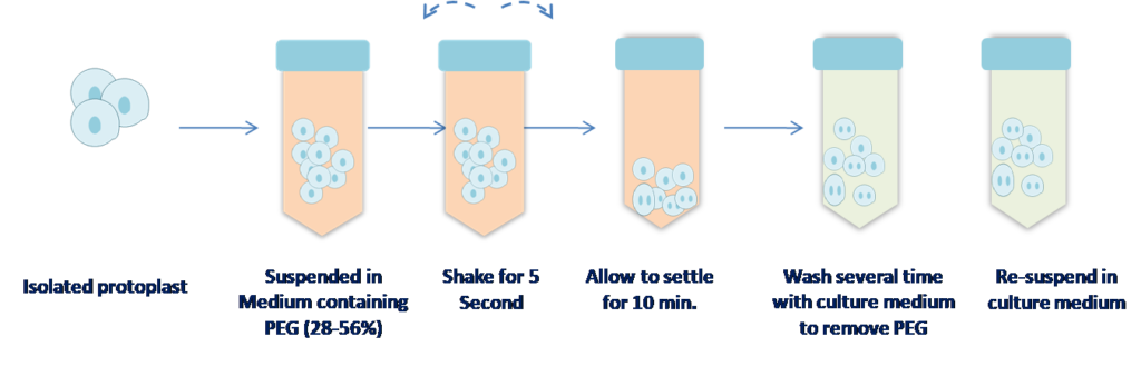 PEG method of protoplast fusion.