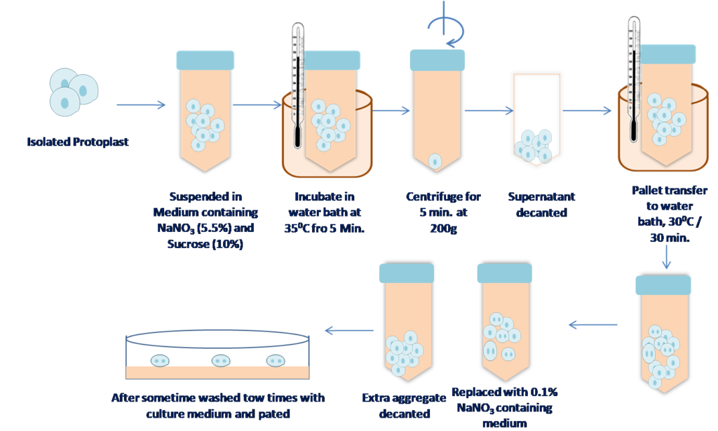 Fusion of protoplast by NaNO3 treatment method | somatic hybridization diagram