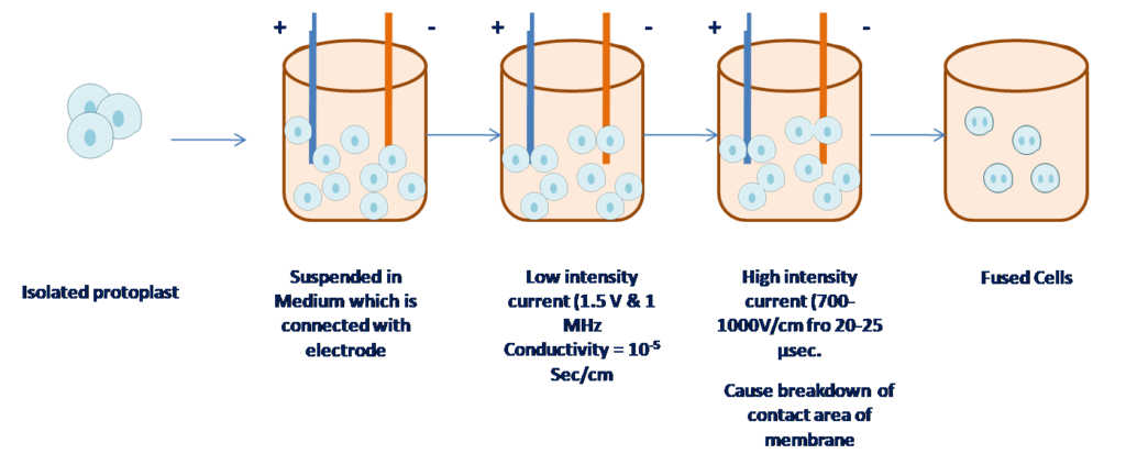 Electrofusion method for protoplast