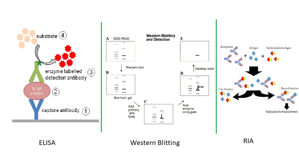 Immuno assay, ELISA, Western blotting RIA