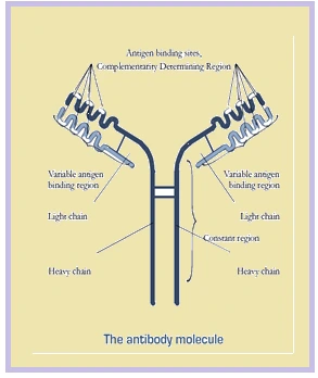 monoclonal antibody structure