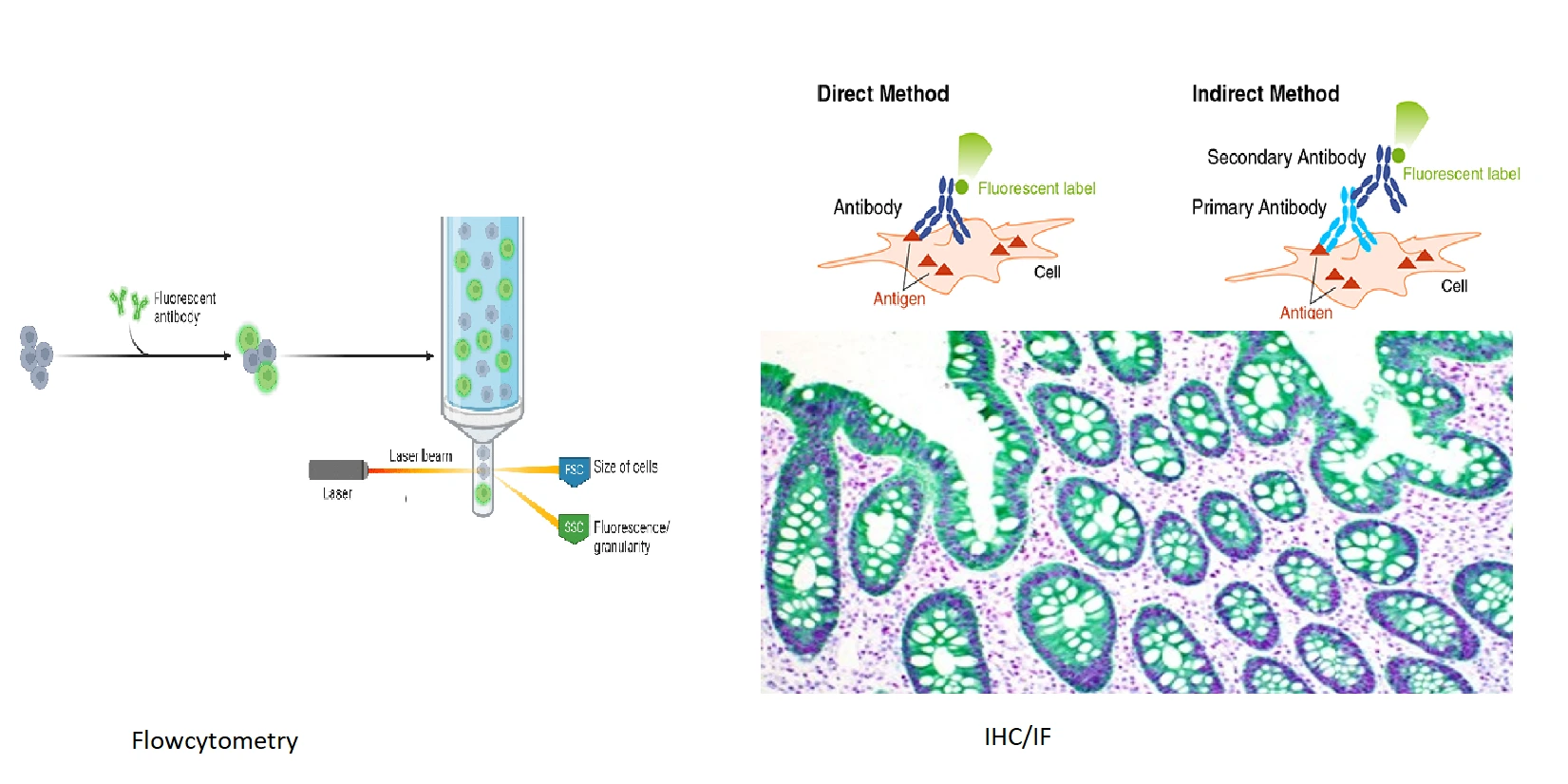 immunoHistochemistry, flocytometry and Immunofluorescence