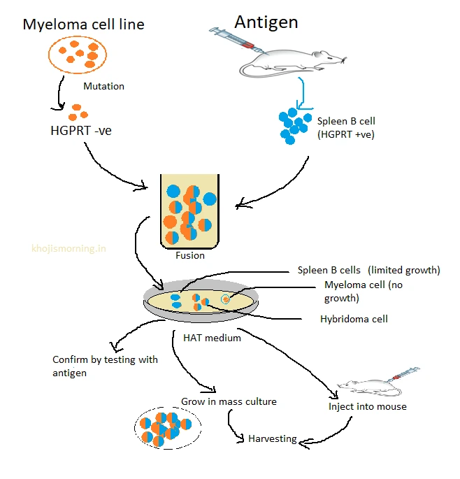 steps monoclonal antibody production 