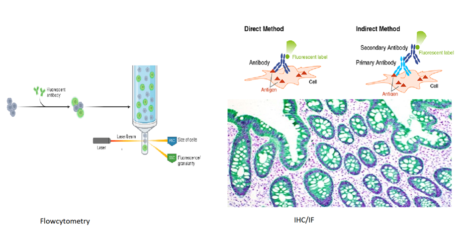 Monoclonal antibodies as diagnostic reagents 4 Monoclonal antibody in flowcytometry