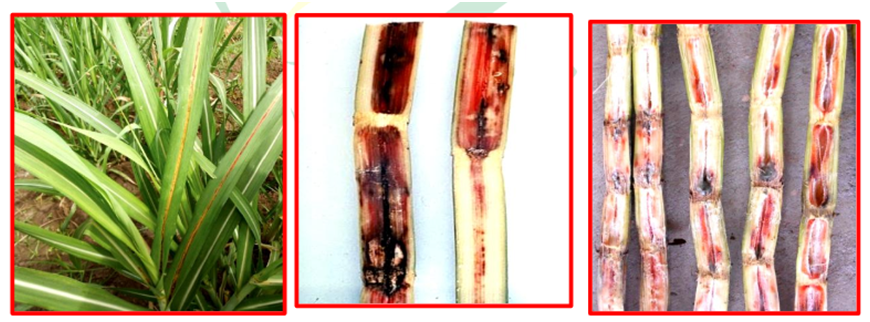 Red rot disease of sugarcane | red rot of sugarcane 2 Symptoms of red rot disease of sugarcane