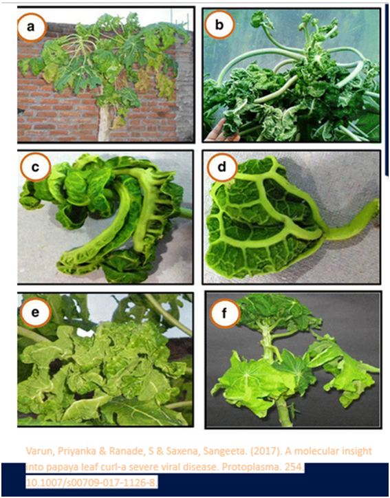 Symptoms of leaf curl of papaya
