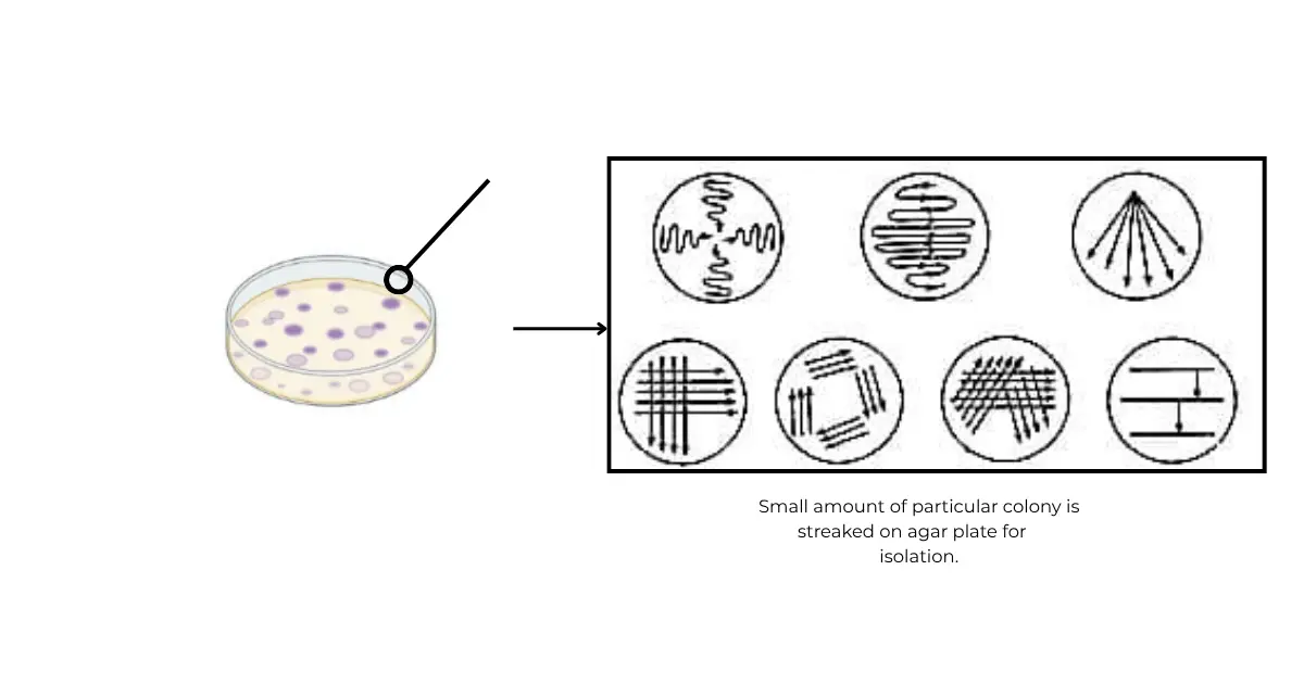 Isolation, Purification, and Culture Methods of Microbes 1 Bacterial isolation method streaking method.