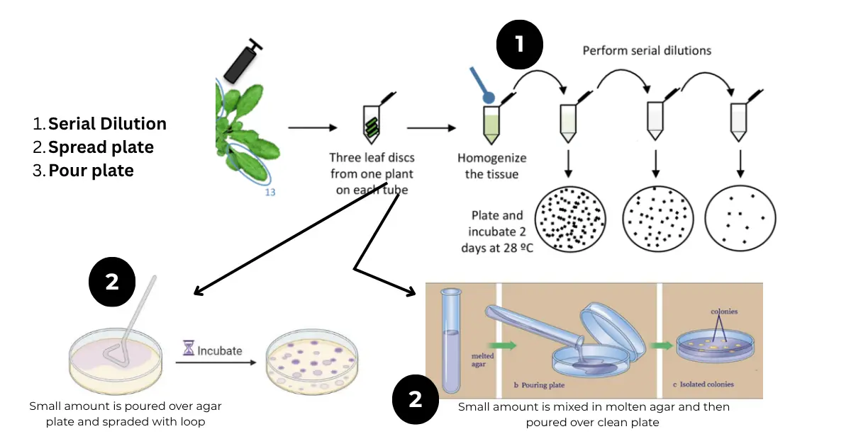 Isolation, Purification, and Culture Methods of Microbes 2 Isolation of bacteria by serial dilution, spread plate and pour plate method.
